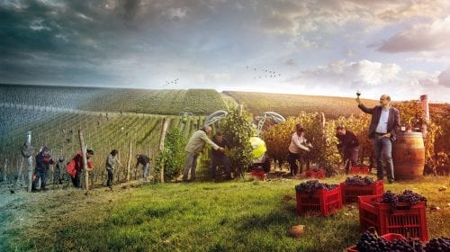 ALIRA: arta vinurilor de poveste