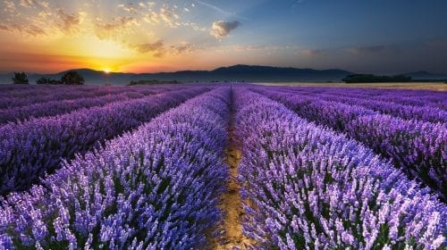 Top 10 Flower Destinations in the World
