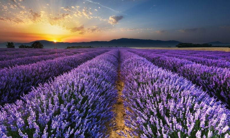 Top 10 Flower Destinations in the World