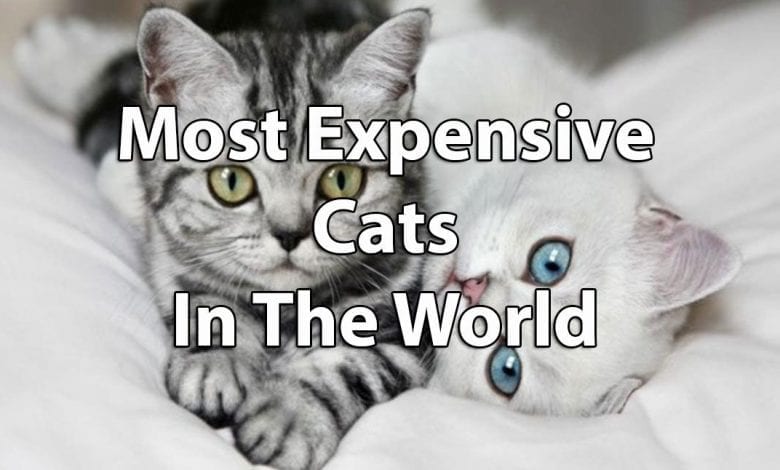 Cele mai scumpe rase de pisici din lume