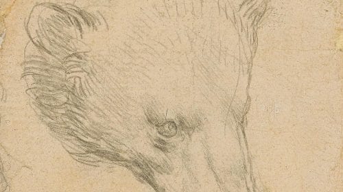 Pictura lui Leonardo da Vinci cu capul unui urs se va vinde la peste 16 milioane de dolari la licitație