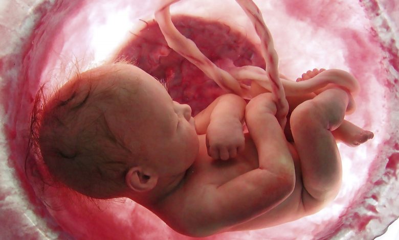 Placenta – legătura dintre  mamă și bebe. Despre  recoltare și potențialul terapeutic