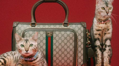 Gucci a dezvăluit o nouă colecție pentru animalele de companie