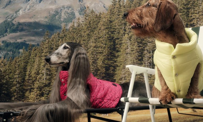 Moncler lansează o colecție de îmbrăcăminte pentru câinele tău