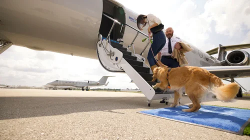 Bark Air este prima companie aeriană de lux pentru câini