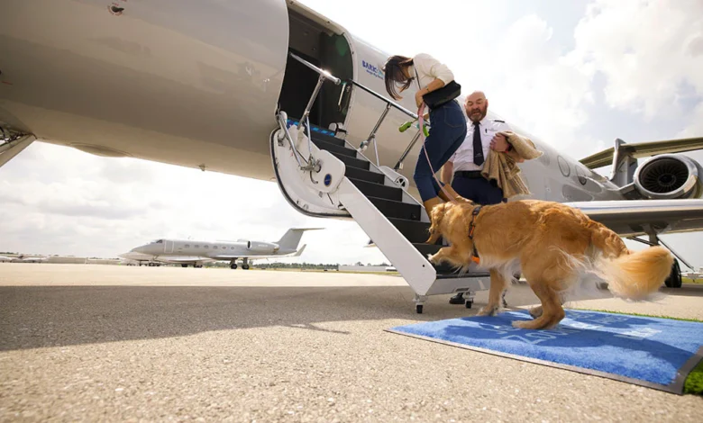 Bark Air este prima companie aeriană de lux pentru câini