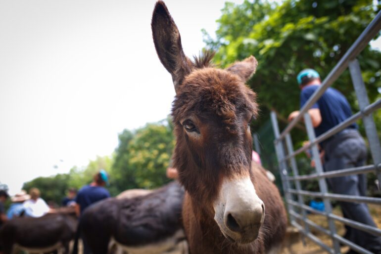 Caravană pentru protecția animaleor: Noile modele MINI în vizită la „Urme de Bucurie“